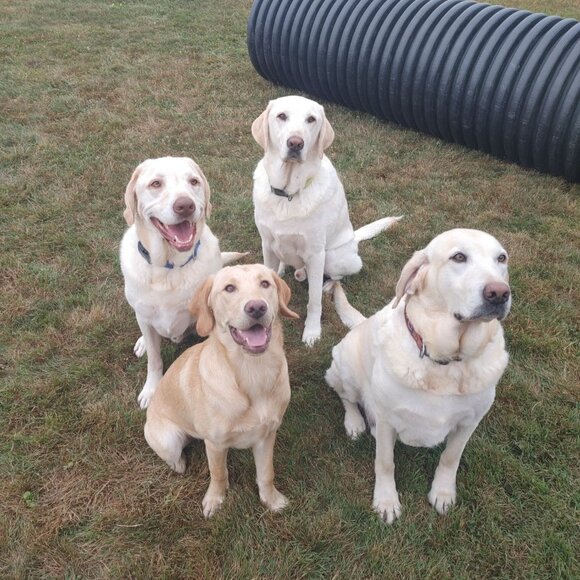 Lab Lounge Fetch Finds Follow Me Black White Sticker - Picture 3 of 9